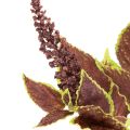 Kunstig coleus med røde blader, kunstig plante, 20 cm | Floristik24.no