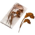 Hagepike Calla blomst rust for