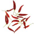 Floristik24 Chili rød kort chili 250g