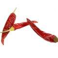 Chili rød kort chili 250g | Floristik24.no