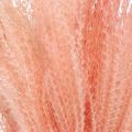 Floristik24 Kinesisk siv lys rosa tørt gress Miscanthus H75cm 10p