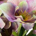 Kunstig julerosebukett med lilla blomster, 35 cm, 6 stk. | Floristik24.no