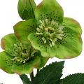 Floristik24 Julerose fastelavnsrose Hellebore kunstige blomster grønn L34cm 4stk