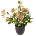 Floristik24 Kunstig Helleborus potteplante, julerose, til hjemmedekorasjon, 50 cm