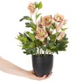Kunstig Helleborus potteplante, julerose, til hjemmedekorasjon, 50 cm | Floristik24.no