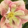 Kunstig Helleborus potteplante, julerose, til hjemmedekorasjon, 50 cm | Floristik24.no
