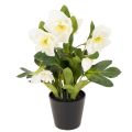 Floristik24 Kunstig julerose, potteblomst, borddekorasjon, 34 cm