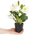 Kunstig julerose, potteblomst, borddekorasjon, 34 cm | Floristik24.no