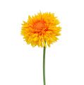 Floristik24 Chrysanthemum Teddy 63cm gylden gul