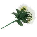 Floristik24 Hvit krysantemum med 7 blomster