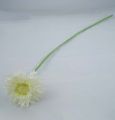 Floristik24 Chrysanthemum Teddy 63cm hvit