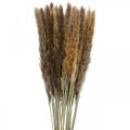 Floristik24 Tørket gress Pampasgress naturlig bunt 80 cm 100 g