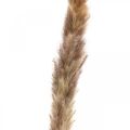 Tørket gress Pampasgress naturlig bunt 80 cm 100 g | Floristik24.no