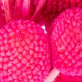 Craspedia tørkede blomsterbuketter til blomsterhandel, 55 cm, 20 stk. | Floristik24.no