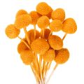 Floristik24 Craspedia tørkede blomsterbukett 55 cm 20 stk