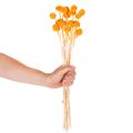 Craspedia tørkede blomsterbukett 55 cm 20 stk | Floristik24.no