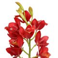 Floristik24 Orchid Cymbidium Red 78cm
