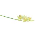 Floristik24 Cymbidium orkidé kunstig 5 blomster grønne 65cm
