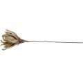 Floristik24 Deco lotusblomst kunstig lotusblomst kunstig blomst beige L68cm