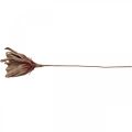 Floristik24 Deco lotusblomst kunstig lotusblomst kunstig blomst brun L68cm