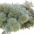 Dekorativ mose, grå naturlig mose til hobbyarbeid, tørket og farget, 500 g | Floristik24.no
