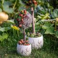 Dekorativ mose – ekte mose og lav til blomsteroppsatser 250 g | Floristik24.no