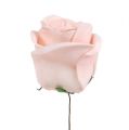 Floristik24 Deco rose hvit, krem, rosa blanding Ø6cm 24stk