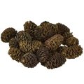 Floristik24 Dekorative kongler av or, naturlige til dekorasjon, 3-4 cm, 200 g