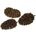 Dekorative kongler av or, naturlige til dekorasjon, 3-4 cm, 200 g | Floristik24.no