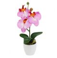 Floristik24 Dekorativ orkide i rosa gryte H29cm