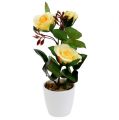 Floristik24 Dekorativ rose i gul gryte 23cm