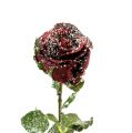 Floristik24 Deco rose snøsnød rød Ø6cm 6stk
