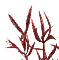 Floristik24 Dekorativ gren rød med glimmer 69cm 2stk