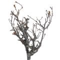 Floristik24 Deco greiner bonsai tre Deco greiner 15-30cm 650g
