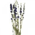 Tørket delphinium, tørr blomsterdekor, delphinium blå L64cm 25g