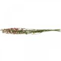 Floristik24 Tørket blomst delphinium, Delphinium rosa, tørr blomster L64cm 25g