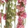 Floristik24 Tørket blomst delphinium, Delphinium rosa, tørr blomster L64cm 25g