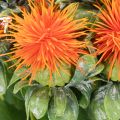 Kunstig oransje saflor som kunstig blomst til vaser og dekorasjon, 55 cm, 4 stk. | Floristik24.no