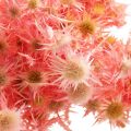 Floristik24 Tørket tistel deco gren Støvet rosa tørkede blomster 100g