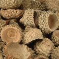 Eikenøtthatter naturlige dekorative eikenøtter til håndverk 1,5 cm 200 g | Floristik24.no
