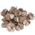 Floristik24 Eikenøtter, naturprodukt til dekorasjon, hvitkalkede, 1-3 cm, 300 g