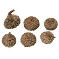 Naturlige eikenøtthatter, dekorative skåler til høst og advent, 2 cm, 300 g | Floristik24.no