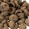 Naturlige eikenøtthatter, dekorative skåler til høst og advent, 2 cm, 300 g | Floristik24.no