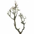 Floristik24 Dekorativ eik bonsai natur