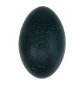 Floristik24 Emu egg naturlig 12cm - 14cm 1p