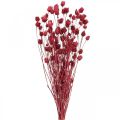 Floristik24 Tørkede blomster Rød Tørrtistel Jordbærtistelfarget 100g