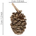 Alderkongler, naturprodukt til dekorasjon og håndverk, gull, 3 cm, 300 g | Floristik24.no