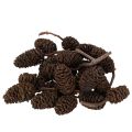 Floristik24 Naturlige orkongler, løse, til pynt, 3 cm, 300 g, naturbrun.