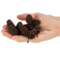 Naturlige orkongler, løse, til pynt, 3 cm, 300 g, naturbrun. | Floristik24.no
