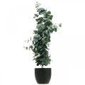 Floristik24 Eukalyptus i potte kunstig plante Kunstig plantedekor H87cm